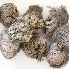 Load image into Gallery viewer, Rose Of Jericho - Resurrection Plant, Prosperity Plant, Altar Offering Plant, Cleansed Charged Rose Jericho Plant, La Bruja Apothecary