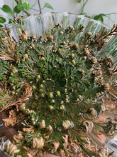 Load image into Gallery viewer, Rose Of Jericho - Resurrection Plant, Prosperity Plant, Altar Offering Plant, Cleansed Charged Rose Jericho Plant, La Bruja Apothecary
